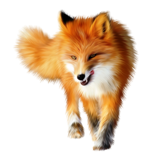 picture of a fox